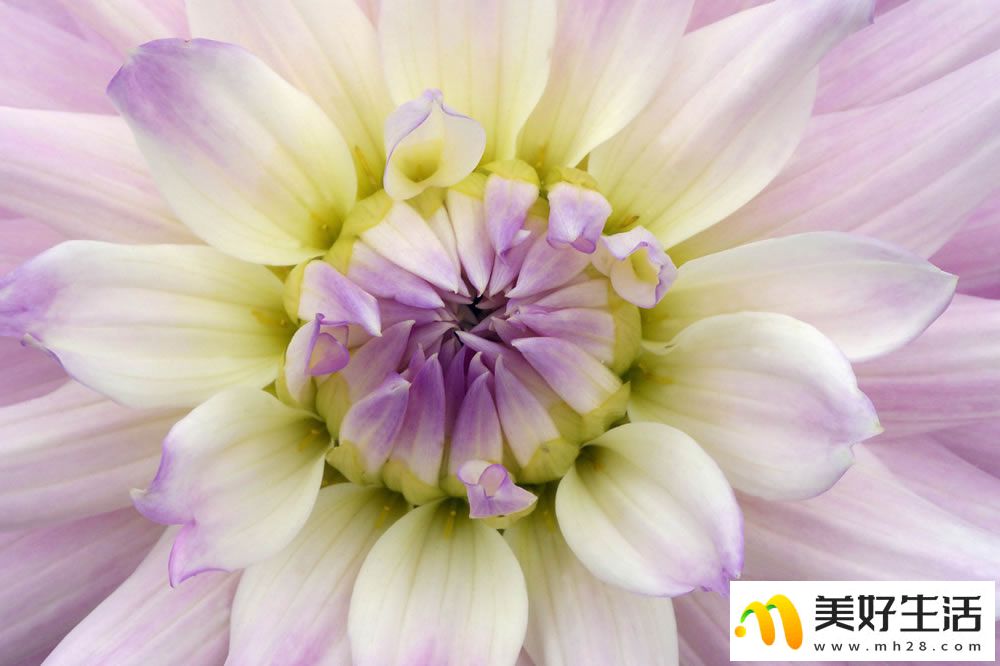 精選好看的鮮艷大麗花高清植物花卉